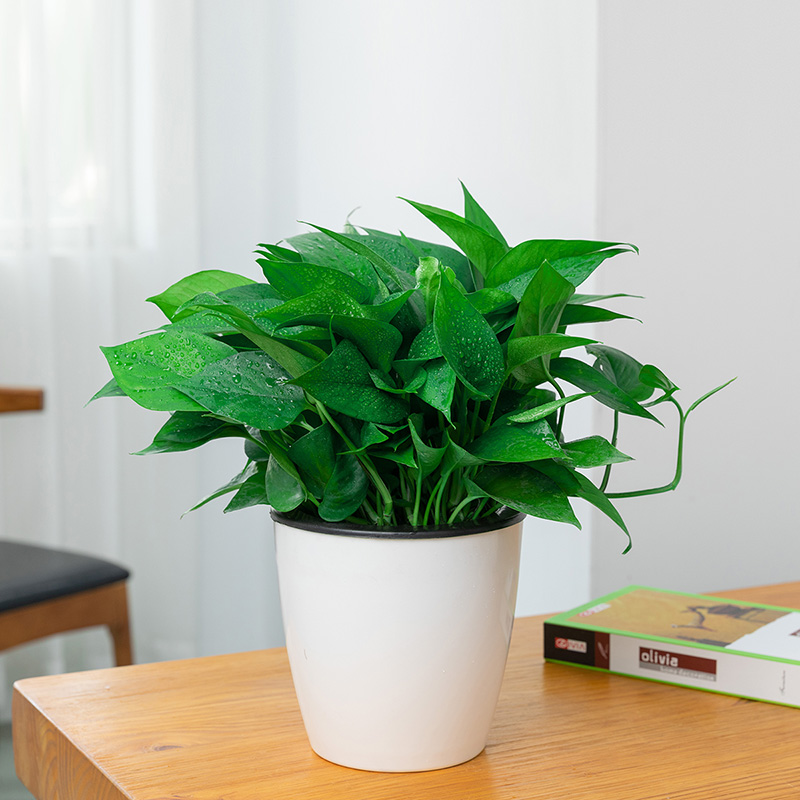 绿萝.jpg 绿萝.jpg